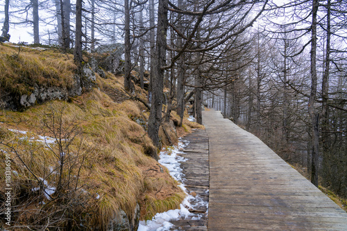 trees in the Taibai Mountains, China photo