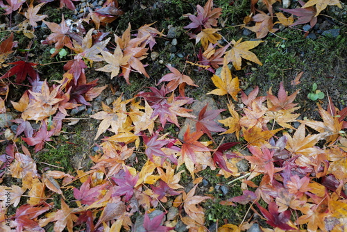 苔の上に敷き詰められたもみじの落ち葉