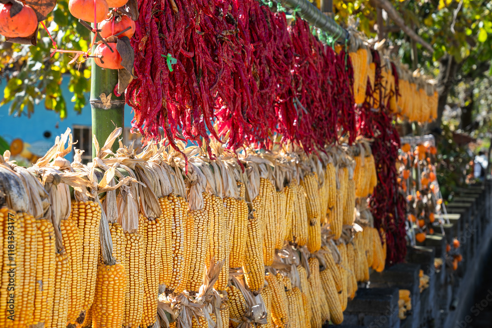 Fototapeta premium pumpkins and corns