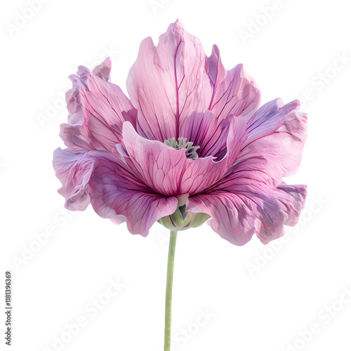 Greater musk mallow flower isolated on transparent background