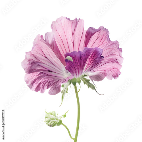 Greater musk mallow flower isolated on transparent background