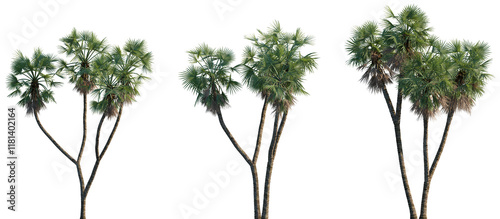 Fototapeta Naklejka Na Ścianę i Meble -  Set of Hyphaene thebaica (common names doum palm and gingerbread tree) frontal isolated png on a transparent background perfectly cutout