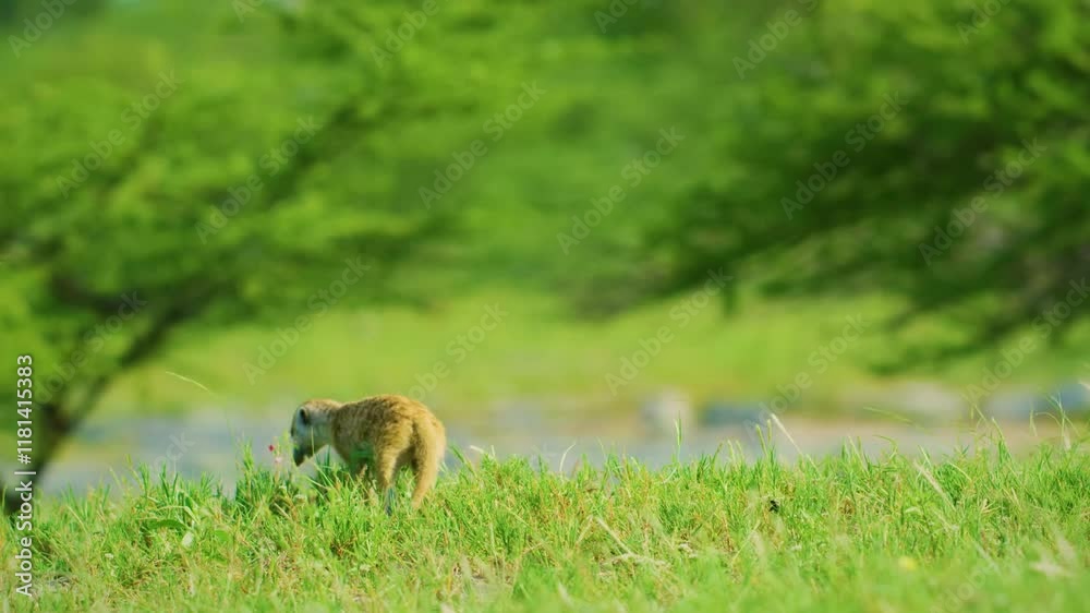 Closeup of a meerkat standing on the ground covered in greenery under the sunlight. Closeup of a meerkat standing on the ground covered in greenery under the sunlight.