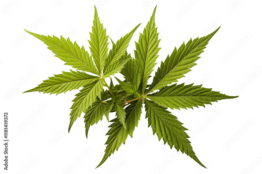 Cannabis leaves on a transparent background, ideal for medical marijuana, CBD, and THC-related projects. Perfect for natural remedies, herbal medicine, organic cannabis branding, and creative design c Cannabis leaves on a transparent background, ideal for medical marijuana, CBD, and THC-related projects. Perfect for natural remedies, herbal medicine, organic cannabis branding, and creative design c