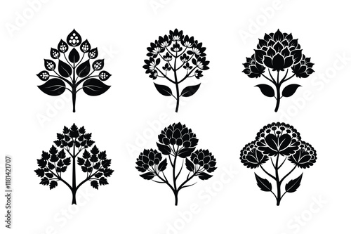 Asafoetida (Ferula assa-foetida) spice silhouette vector art illustration