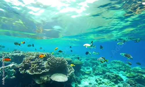 Tropical underwater coral reef with colorful fish and marine life photo