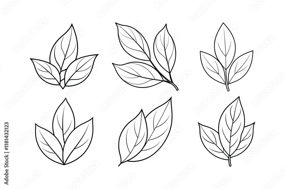 Basil (Ocimum basilicum) spice line art vector illustration Basil (Ocimum basilicum) spice line art vector illustration