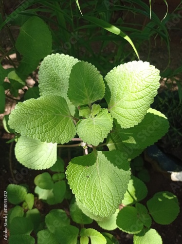 Cumin Leaf: Exploring the Medicinal Properties and Culinary Uses of Coleus amboinicus. A Guide to the Benefits of Cumin Leaf (Bangun Bangun). Traditional Uses and Health Benefits of Cumin Leaf photo