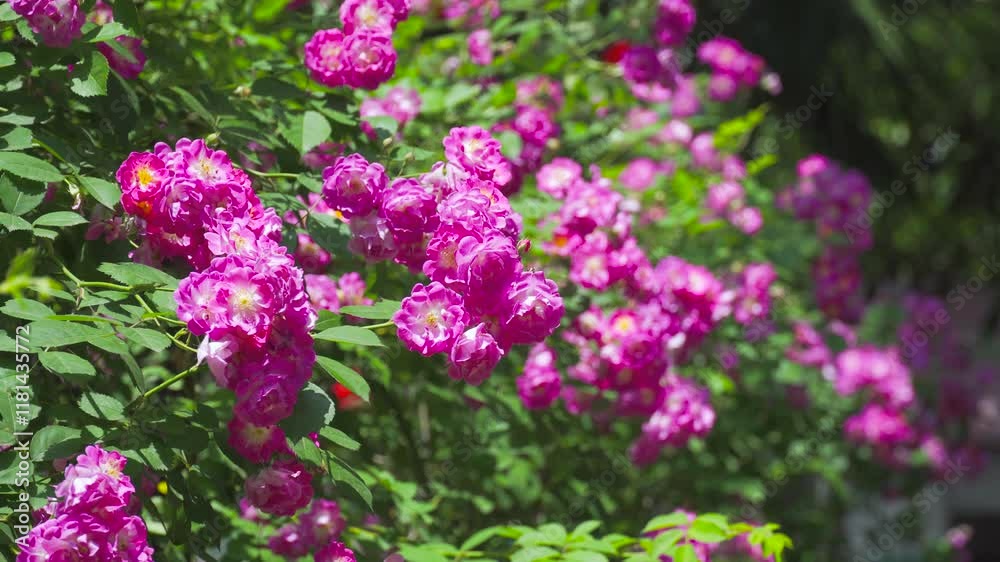 Beautiful summer rose flowers blooming in a vibrant garden full of fresh plants under the clear blue sky Beautiful summer rose flowers blooming in a vibrant garden full of fresh plants under the clear blue sky