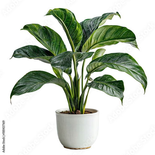 Wallpaper Mural indoor plant for a white pot in PNG format. green flower pot on transparent background Torontodigital.ca