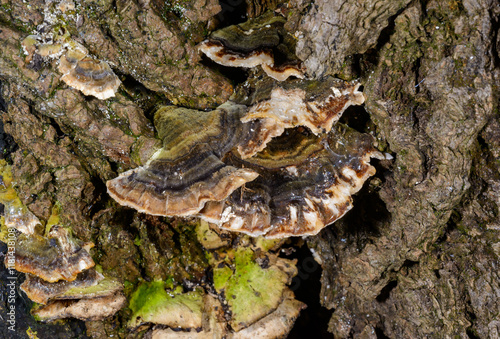 Polypore mushroom Trametes versicolor - tree mushroom on old rotten stump in garden photo