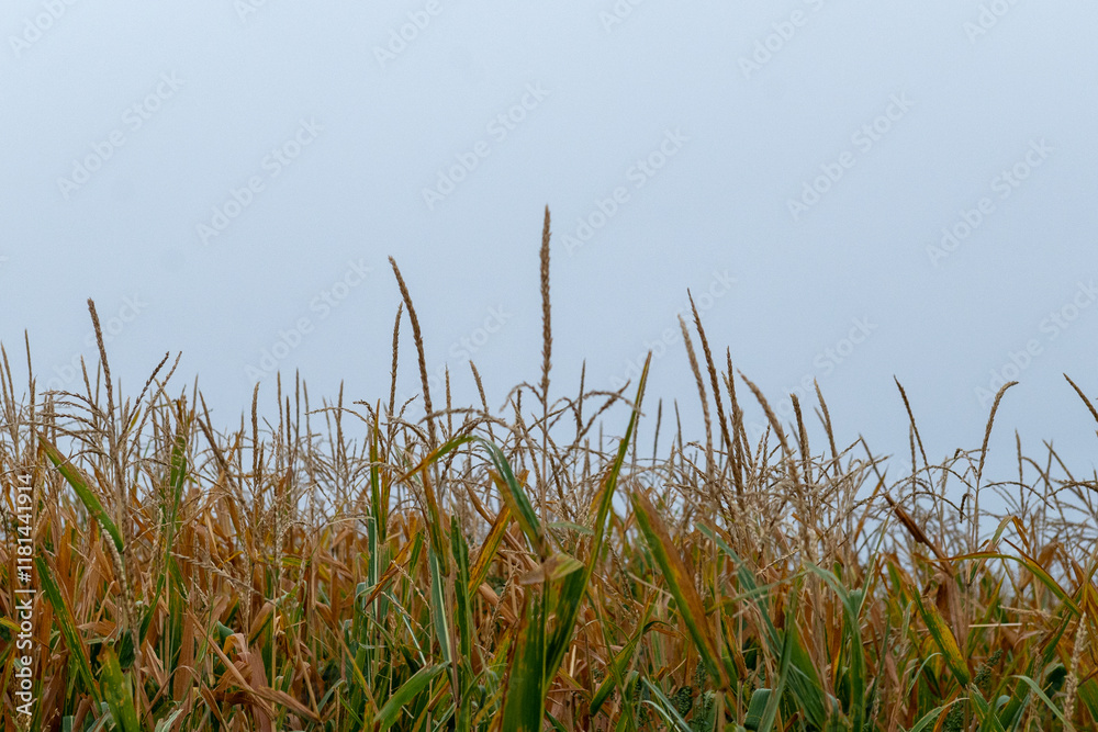 Wheat fields along the Camino de Santiago