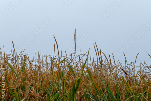 Obraz na płótnie Wheat fields along the Camino de Santiago w salonie