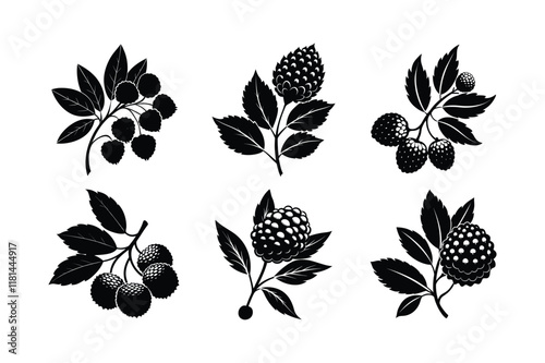 Bayberry (Myrica cerifera) spice line art vector illustration photo