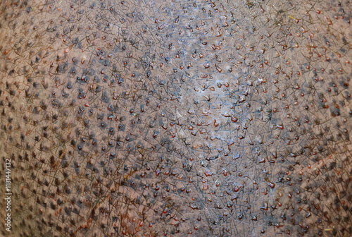 Closeup of Common Hippopotamus Skin with Red Water Droplets Called Blood Sweat, Secreted to Protect Skin from Sunburn and Infections