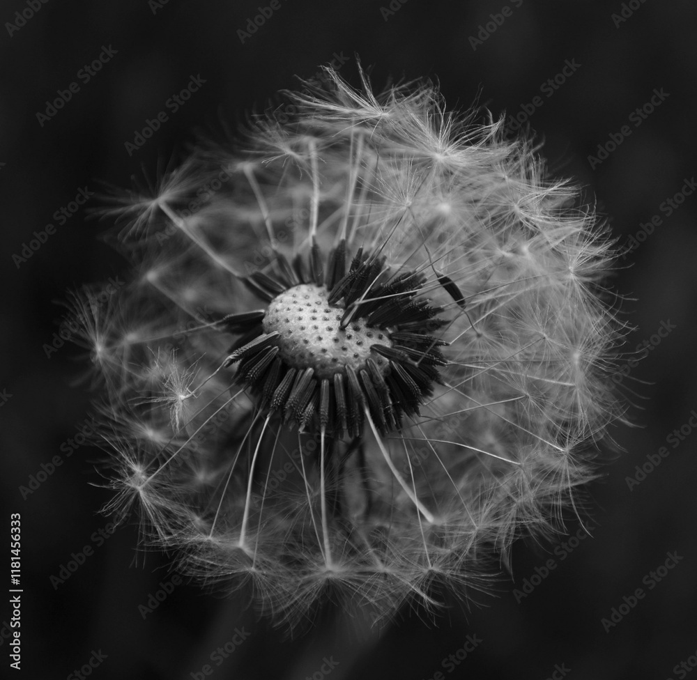 Fototapeta premium Flower
