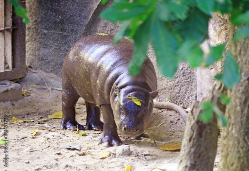 Curious chubby baby Pygmy Hippo wandering around her enclosure photo