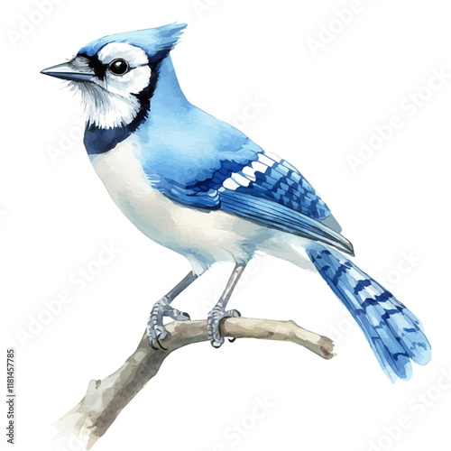 A watercolor illustration of a blue jay collecting twigs, isolated on a white background. Blue jay vector.
