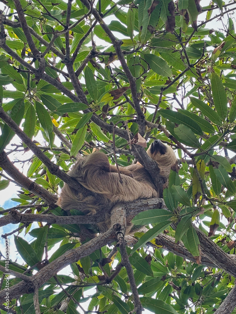 Fototapeta premium Faultier in panama-city