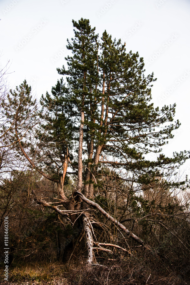 Fototapeta premium tree in the forest
