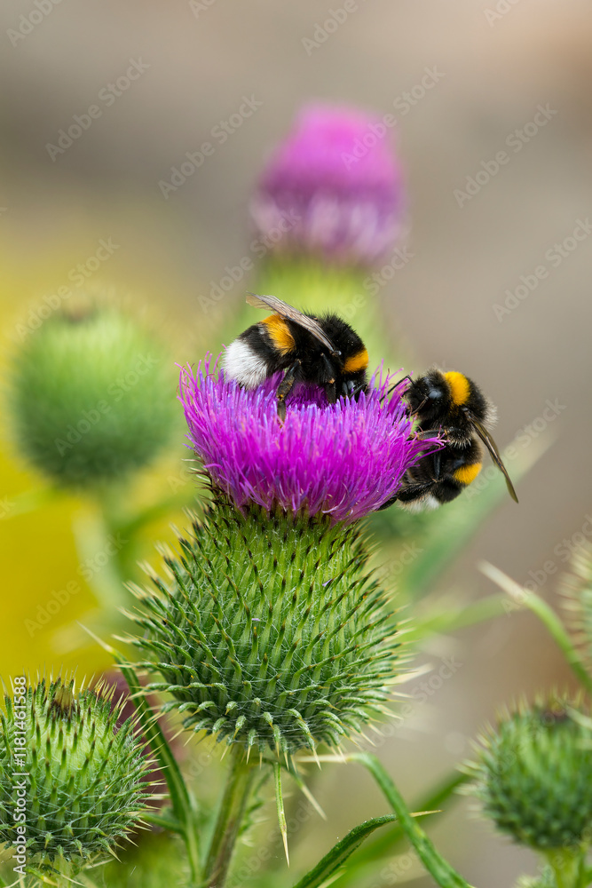 Dunkle Erdhummel (Bombus terrestris) Dunkle Erdhummel (Bombus terrestris)