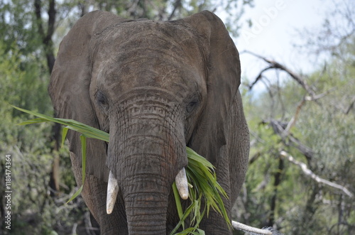 Elephant Eating photo