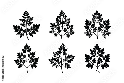 Chervil (Anthriscus cerefolium) silhouette vector illustration photo