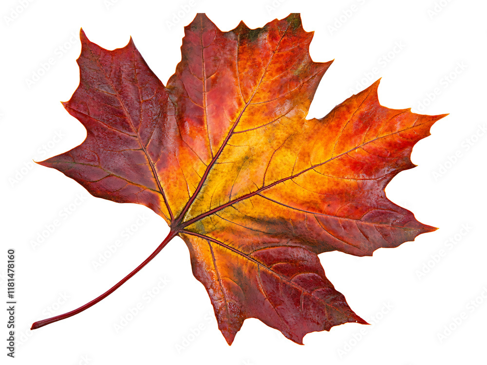 dried autumn maple leaf isolated on transparent or white background, png fall leaves cutout dried autumn maple leaf isolated on transparent or white background, png fall leaves cutout