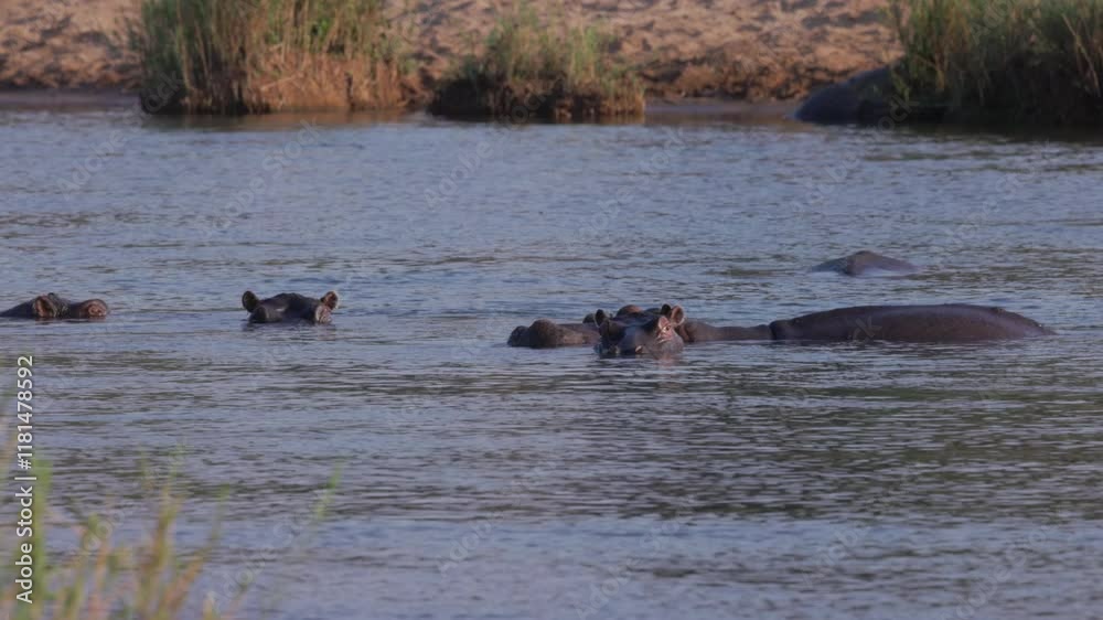 a herd of hippopotamus swimming in the oliphants river at balule nature reserve of kruger national park in south africa a herd of hippopotamus swimming in the oliphants river at balule nature reserve of kruger national park in south africa