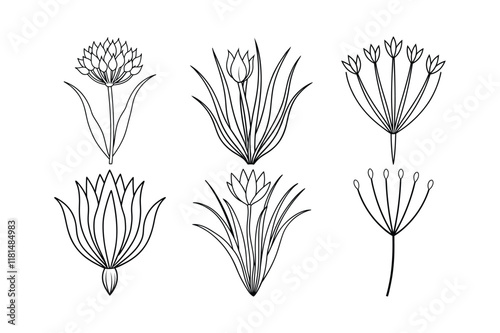 Cinnamon (Cinnamomum verum) line art vector illustration