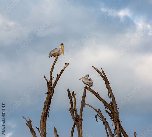 Life on the Edge of a Disappearing World: Pelicans Perched on a Dead Tree, Witnesses to the Climate Crisis in Africa