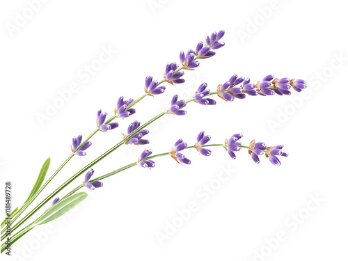 lavender flowers isolated on white or transparent background