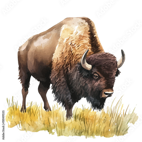 A watercolor painting of a bison grazing on a prairie, isolated on a white background. Bison vector.
