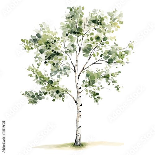 A watercolor drawing of a birch tree, isolated on a white background. Birch tree vector.
