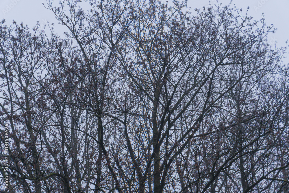 Bare tree branches with sparse leaves against a gray winter sky create a stark and serene seasonal scene Bare tree branches with sparse leaves against a gray winter sky create a stark and serene seasonal scene