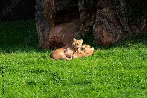 Lioness playing with her cub in the green meadow on a sunny day