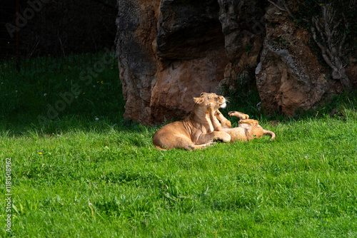 Lioness playing with her cub in the green meadow on a sunny day