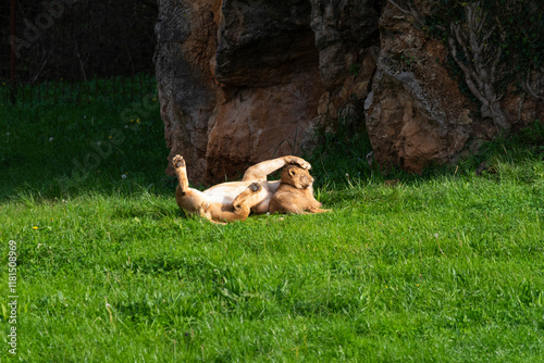 Lioness playing with her cub in the green meadow on a sunny day