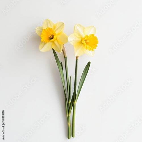 Wallpaper Mural A minimalist composition featuring vibrant yellow daffodils with lush green stems on a clean white background. Perfect for spring, nature, and floral design themes. Torontodigital.ca