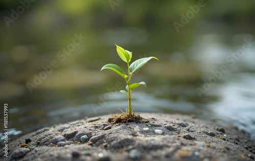 young seedling growing on rock in water background