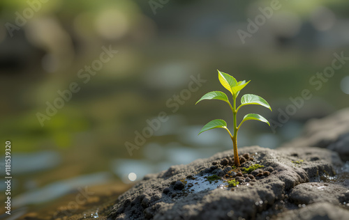 young seedling growing on rock in water background © Sajeduil