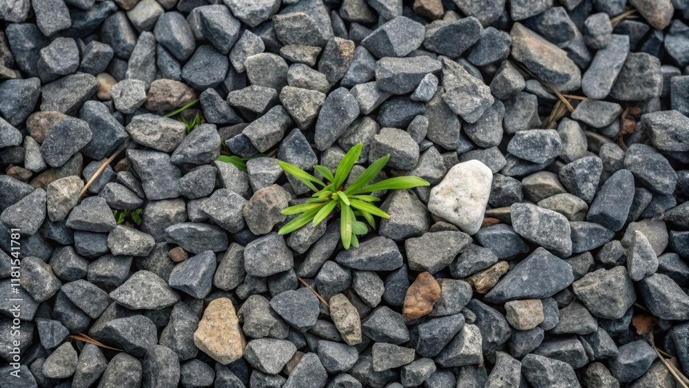 A closeup of gravel compactly arranged around a small emerging weed illustrating natures resilience. The strong contrast between the sharp angular stones and the soft delicate leaf A closeup of gravel compactly arranged around a small emerging weed illustrating natures resilience. The strong contrast between the sharp angular stones and the soft delicate leaf