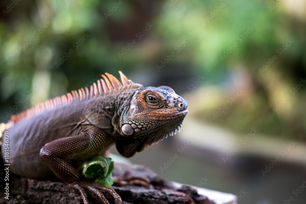 A close-up of a brown iguana with orange spines, perched on a branch against a blurred green background. A close-up of a brown iguana with orange spines, perched on a branch against a blurred green background.