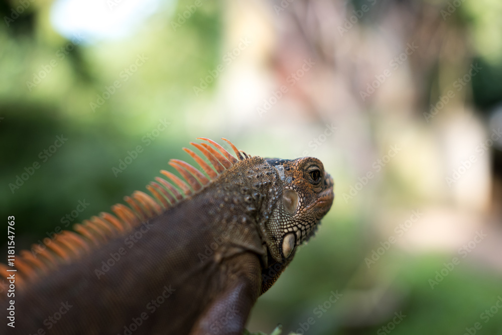 A brown iguana with vibrant orange spines along its back, seen in profile against a soft green and blurred background. A brown iguana with vibrant orange spines along its back, seen in profile against a soft green and blurred background.
