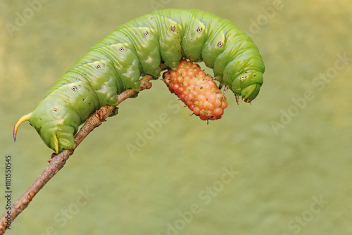 A tobacco hornworm is eating ripe mulberry fruit on the tree. This bright green caterpillar has the scientific name Manduca secta. photo