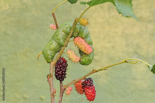 A tobacco hornworm is eating ripe mulberry fruit on the tree. This bright green caterpillar has the scientific name Manduca secta. photo