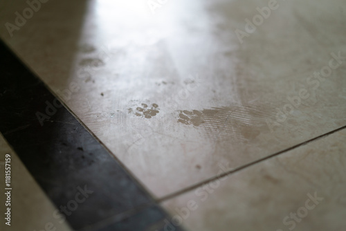cat paw prints on the damp floor