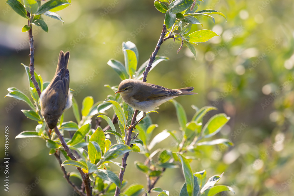 Obraz premium Leaf warbler sitting on a tree branch