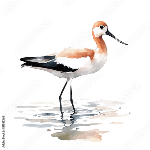 A watercolor of an avocet wading in shallow water, isolated on a white background. Avocet vector.
