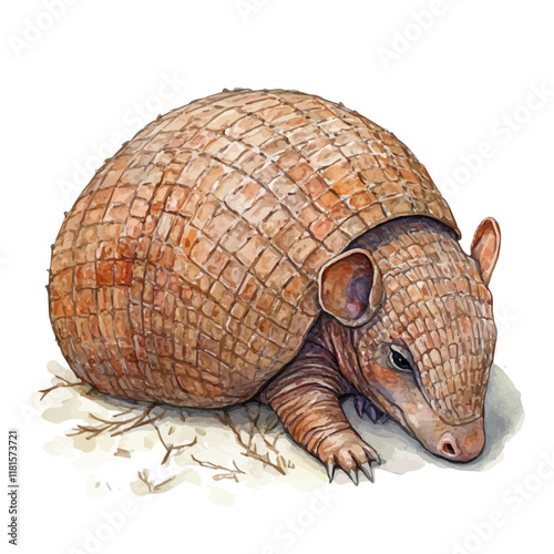 A watercolor of an armadillo rolling into a protective ball, isolated on a white background. Armadillo vector.
